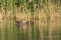 Schnatterente (Familie)