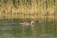 Schnatterente (Familie)