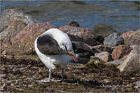 Schwarzbrauenalbatros