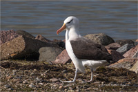 Schwarzbrauenalbatros