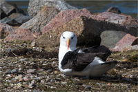 Schwarzbrauenalbatros