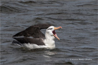 Schwarzbrauenalbatros