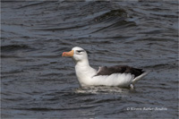 Schwarzbrauenalbatros