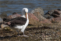 Schwarzbrauenalbatros