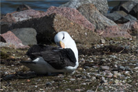 Schwarzbrauenalbatros