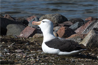 Schwarzbrauenalbatros