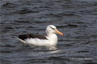 Schwarzbrauenalbatros