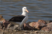 Schwarzbrauenalbatros