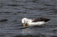 Schwarzbrauenalbatros