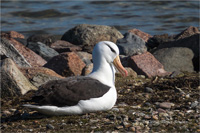 Schwarzbrauenalbatros