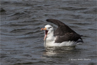 Schwarzbrauenalbatros