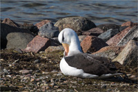 Schwarzbrauenalbatros