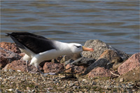 Schwarzbrauenalbatros