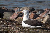 Schwarzbrauenalbatros