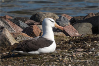 Schwarzbrauenalbatros