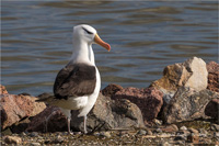 Schwarzbrauenalbatros