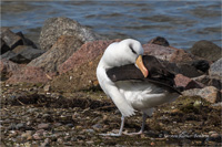 Schwarzbrauenalbatros