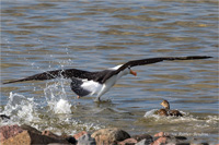 Schwarzbrauenalbatros