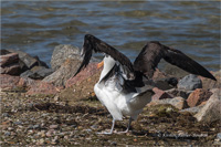 Schwarzbrauenalbatros