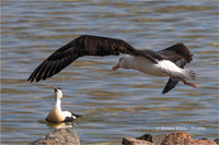 Schwarzbrauenalbatros