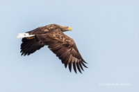 Seeadler