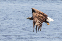 Seeadler