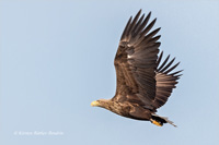 Seeadler