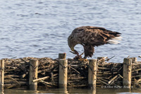 Seeadler