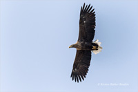 Seeadler