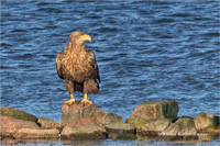 Seeadler