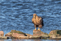 Seeadler