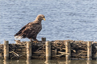 Seeadler