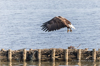 Seeadler