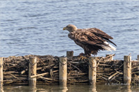 Seeadler