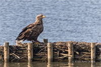 Seeadler