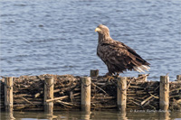 Seeadler