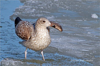 Silbermöwe (Jugend)