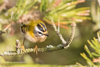 Sommergoldhähnchen (w)