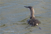 Sterntaucher