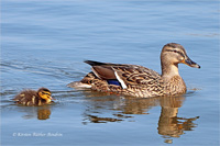 Stockente (Familie)