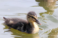 Stockente (Küken)