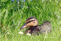 Stockente (Küken)