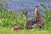 Stockente (Familie)