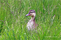 Stockente (Jugend)
