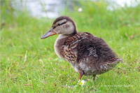 Stockente (Jugend)