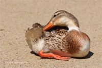 Stockente (Jugend)