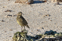 Strandpieper