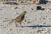 Strandpieper