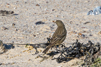 Strandpieper