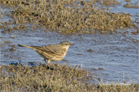 Strandpieper